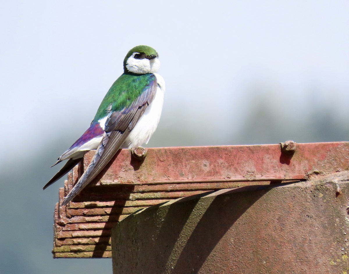 Violet-green Swallow - ML618251377