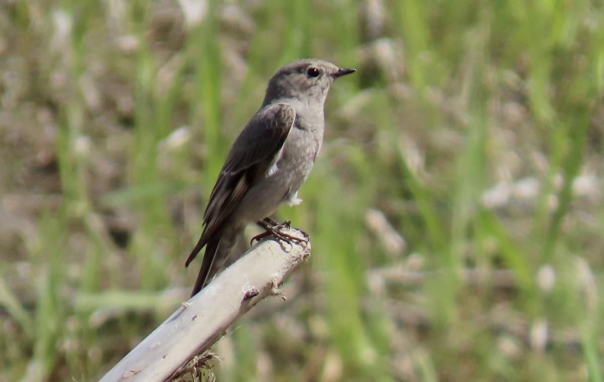 Townsend's Solitaire - ML618251406