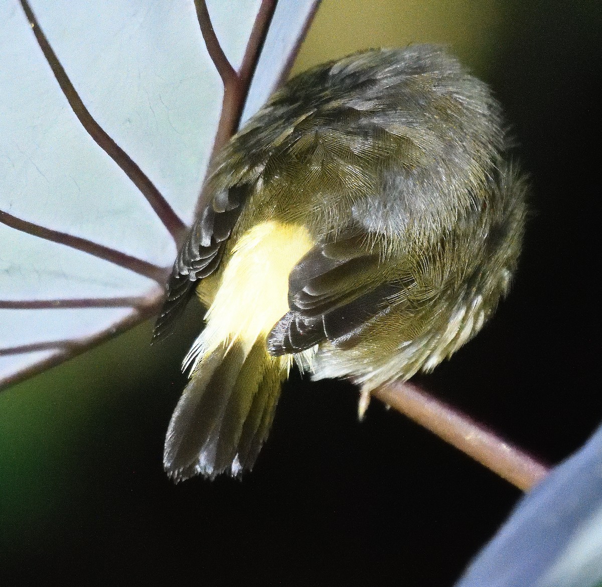 Buff-rumped Warbler - Qinglin Ma