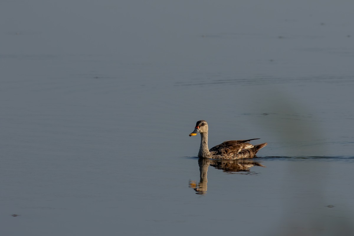 Indian Spot-billed Duck - Sachin Balaji