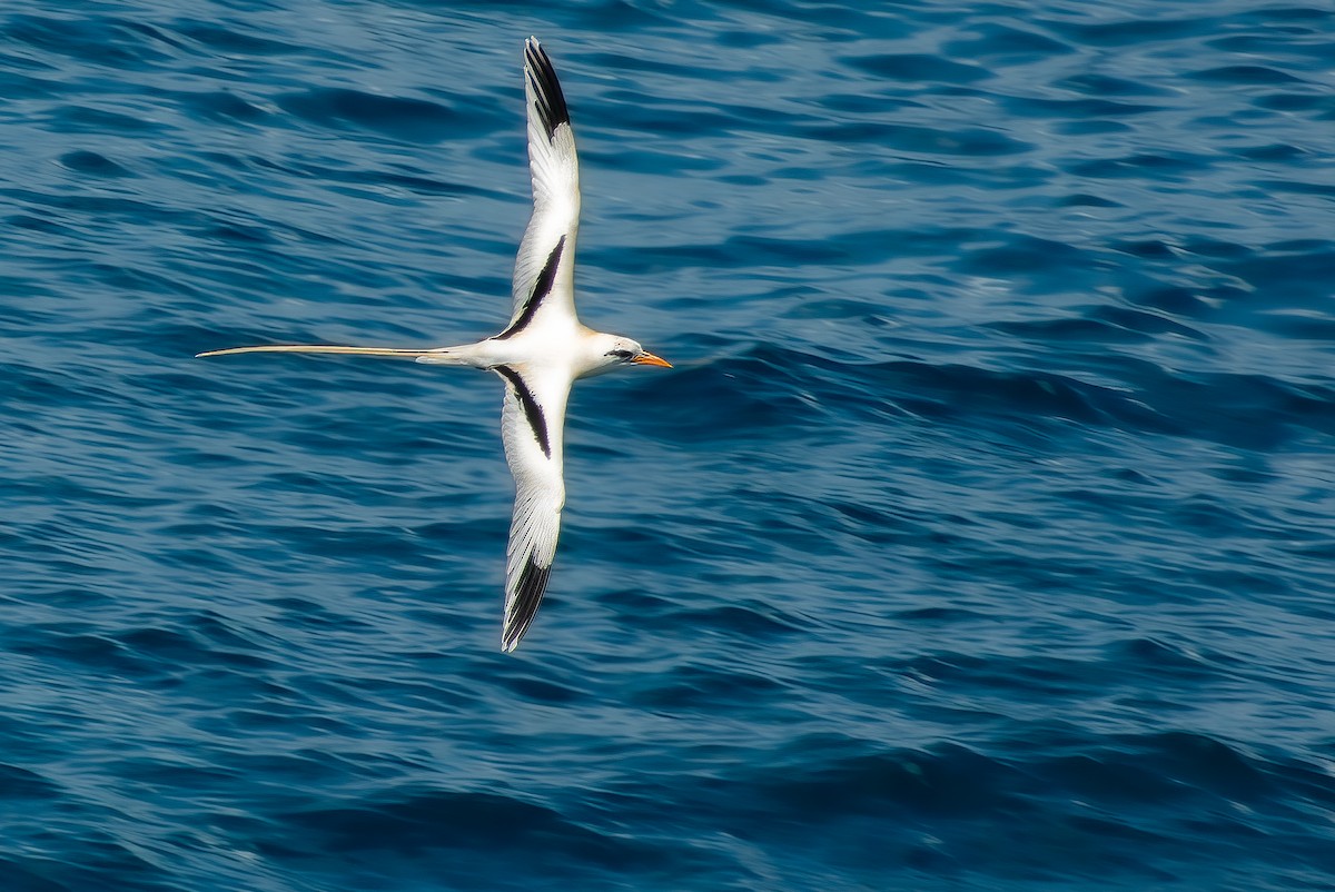 White-tailed Tropicbird - Forest Tomlinson