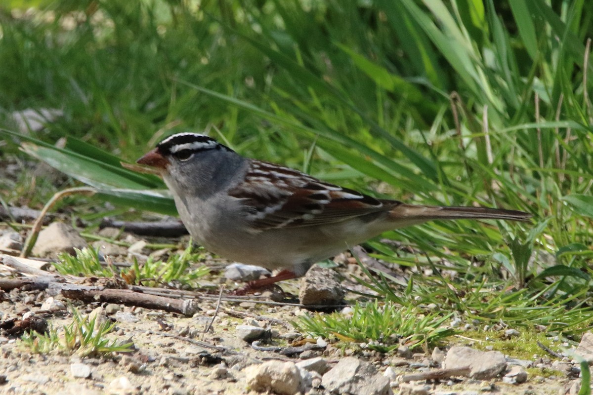 White-crowned Sparrow - ML618251468
