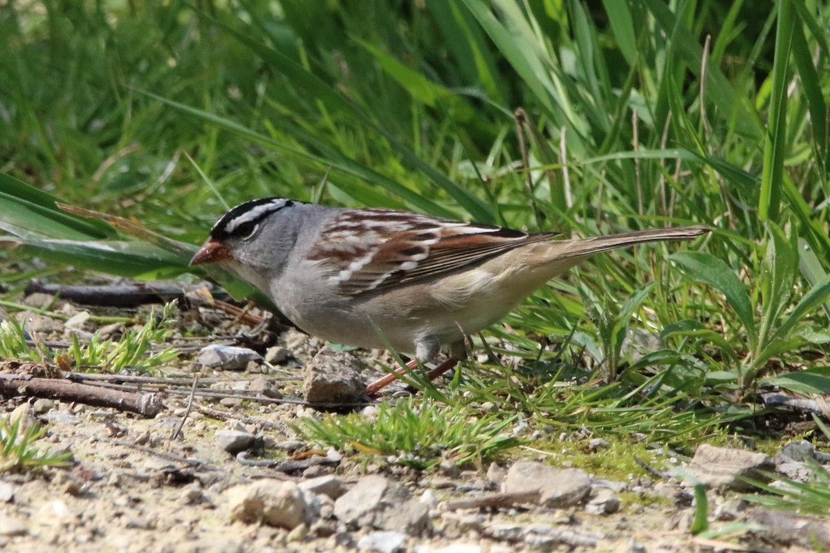 White-crowned Sparrow - ML618251469