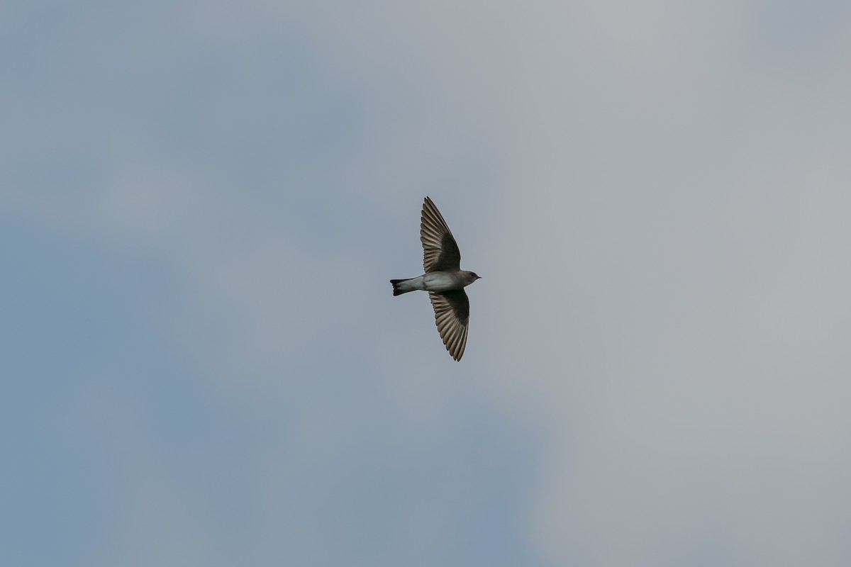 Northern Rough-winged Swallow - ML618251474