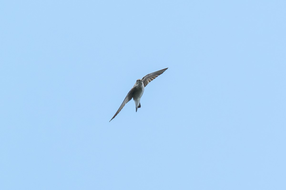 Northern Rough-winged Swallow - ML618251476