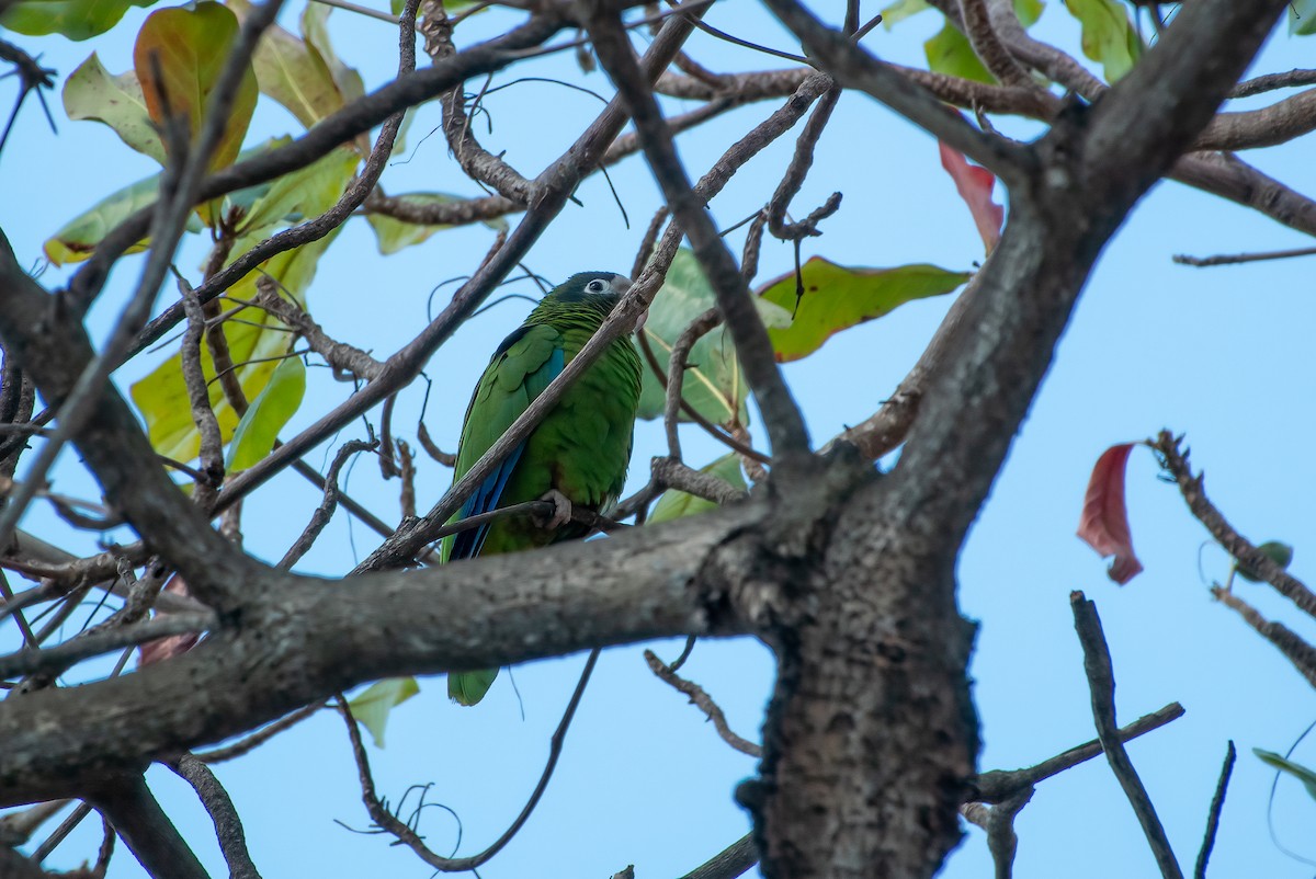 Hispaniolan Parrot - ML618251487