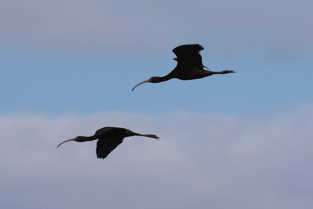 ibis americký - ML618251507