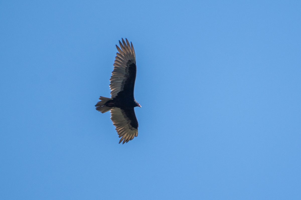 Turkey Vulture - ML618251514