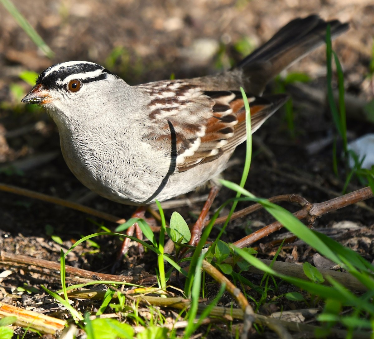 White-crowned Sparrow - Helen and Franklin Chow