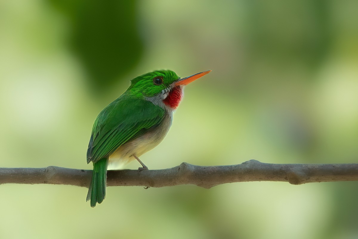 Broad-billed Tody - Forest Tomlinson