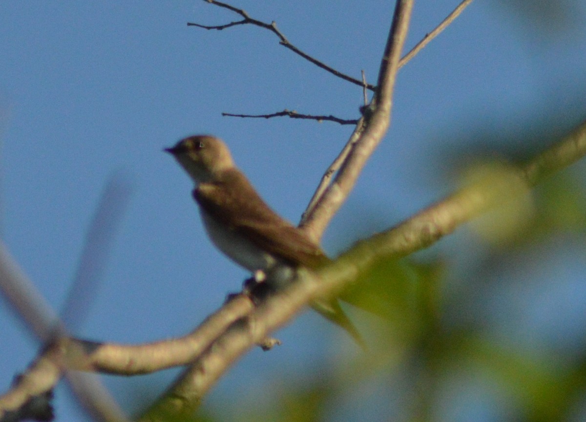 Northern Rough-winged Swallow - ML618251585