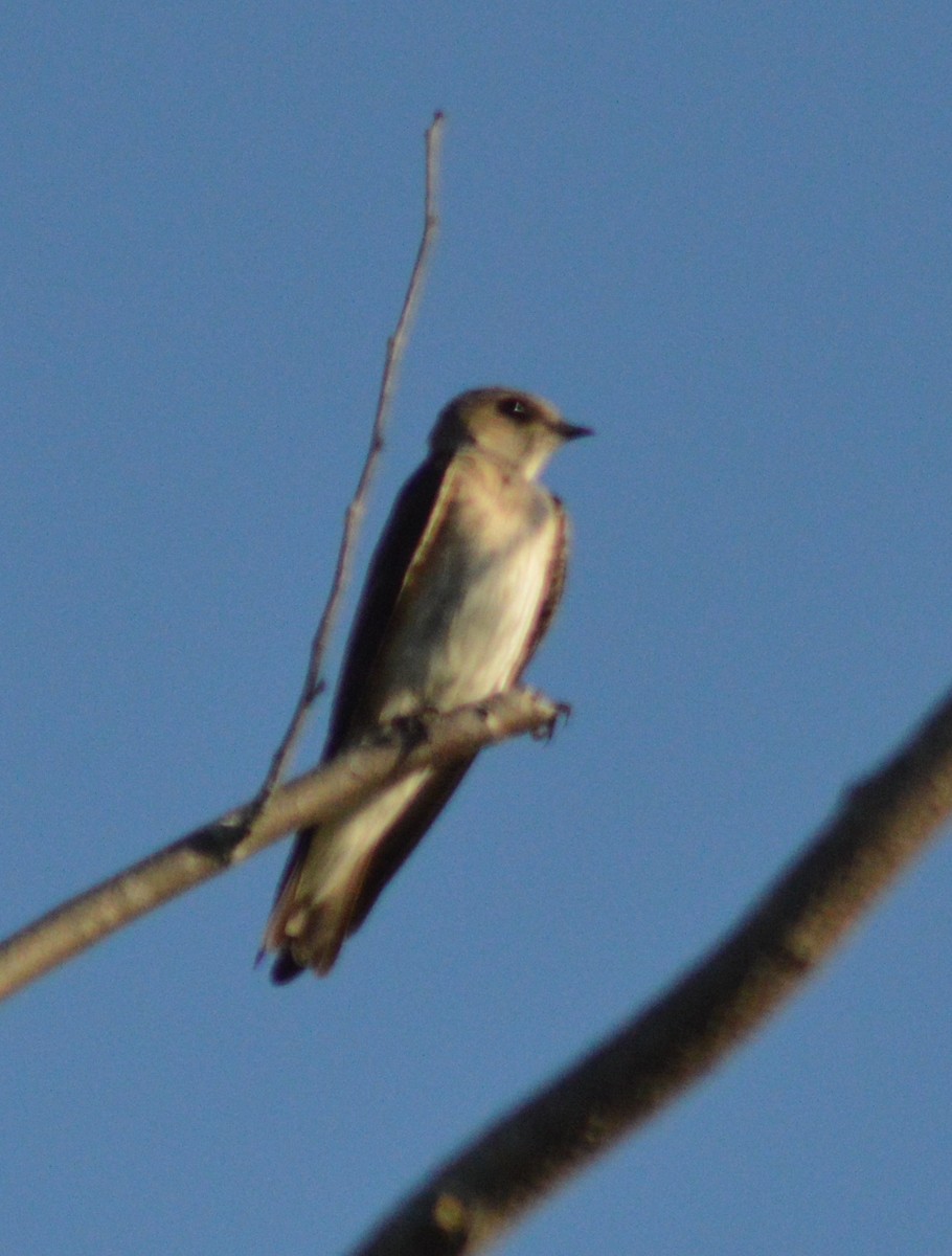 Northern Rough-winged Swallow - ML618251586
