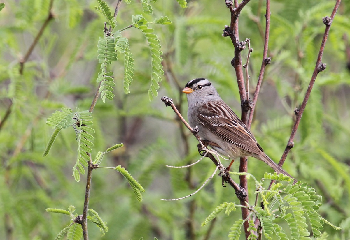 White-crowned Sparrow - Jared Peck