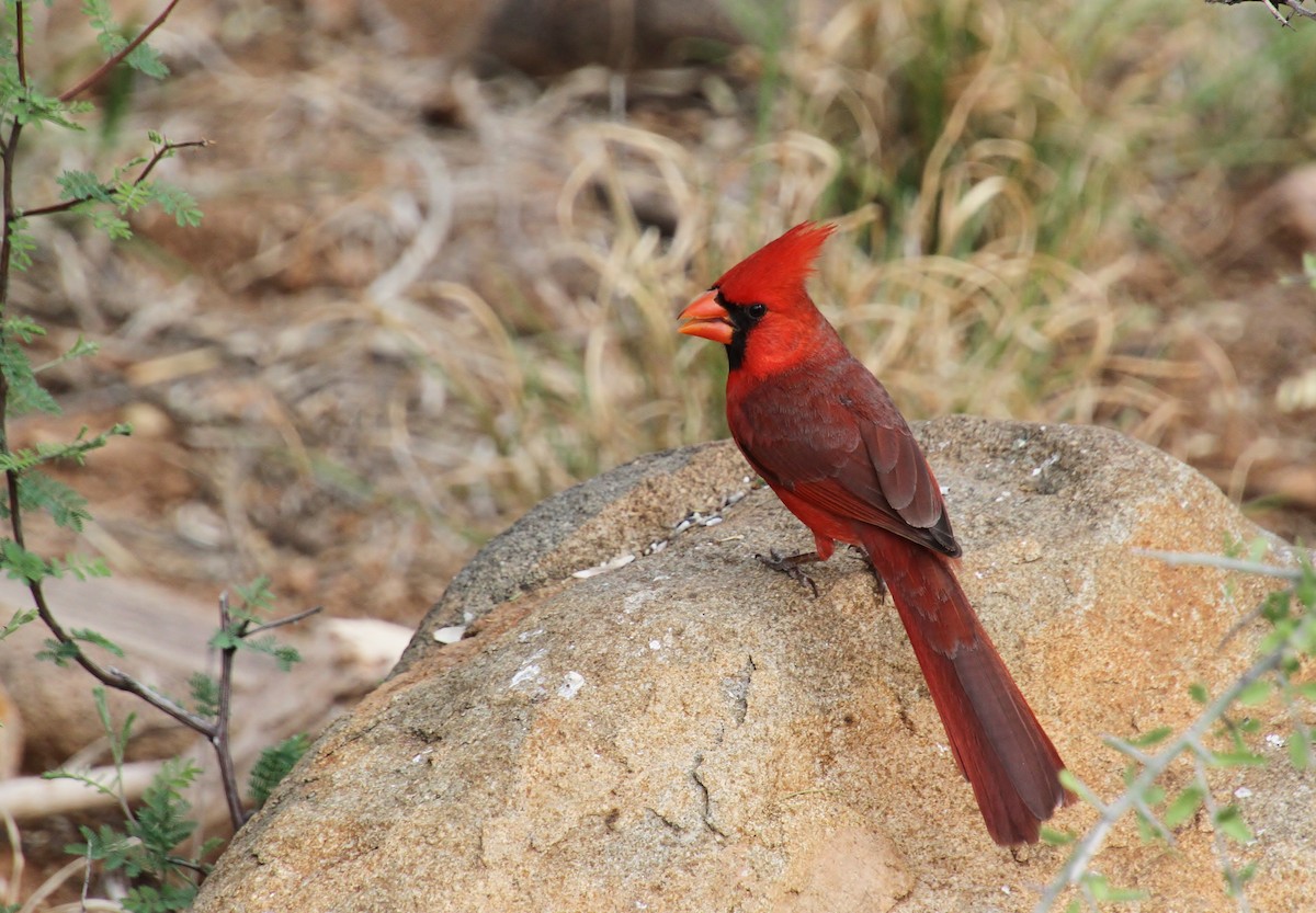 Cardinal rouge - ML618251630