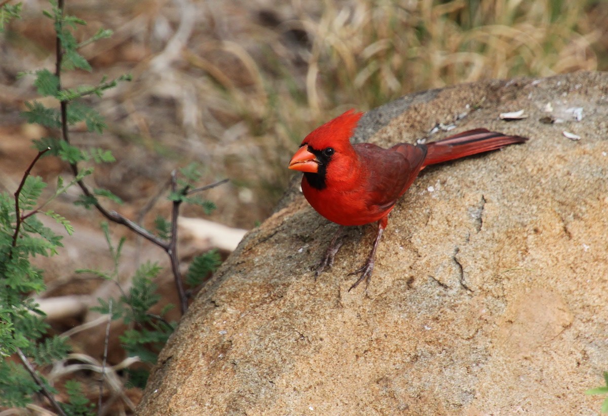 Cardinal rouge - ML618251642