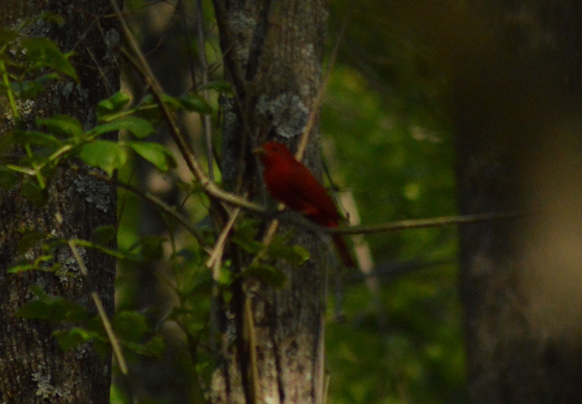 Summer Tanager - Ryan Pudwell