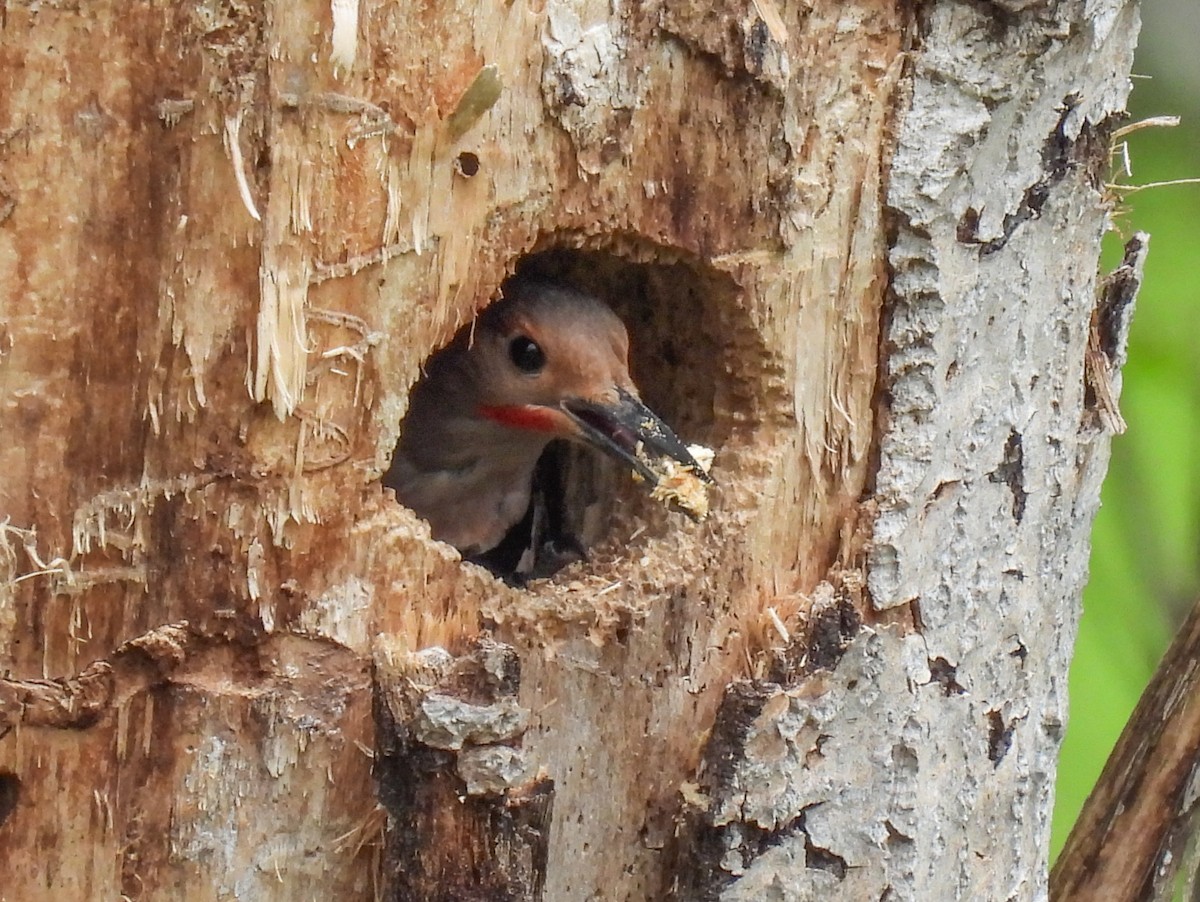 Northern Flicker (Red-shafted) - ML618251763