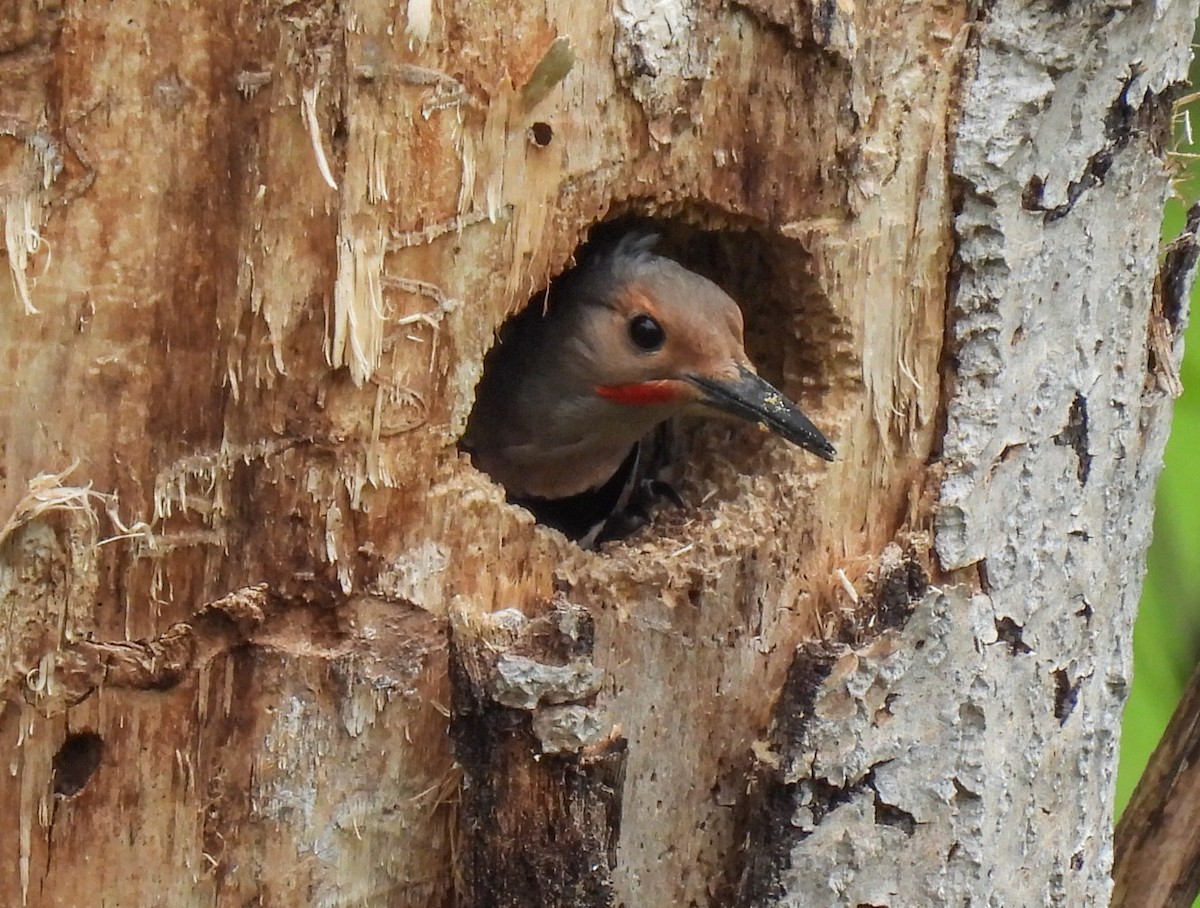 Northern Flicker (Red-shafted) - ML618251765