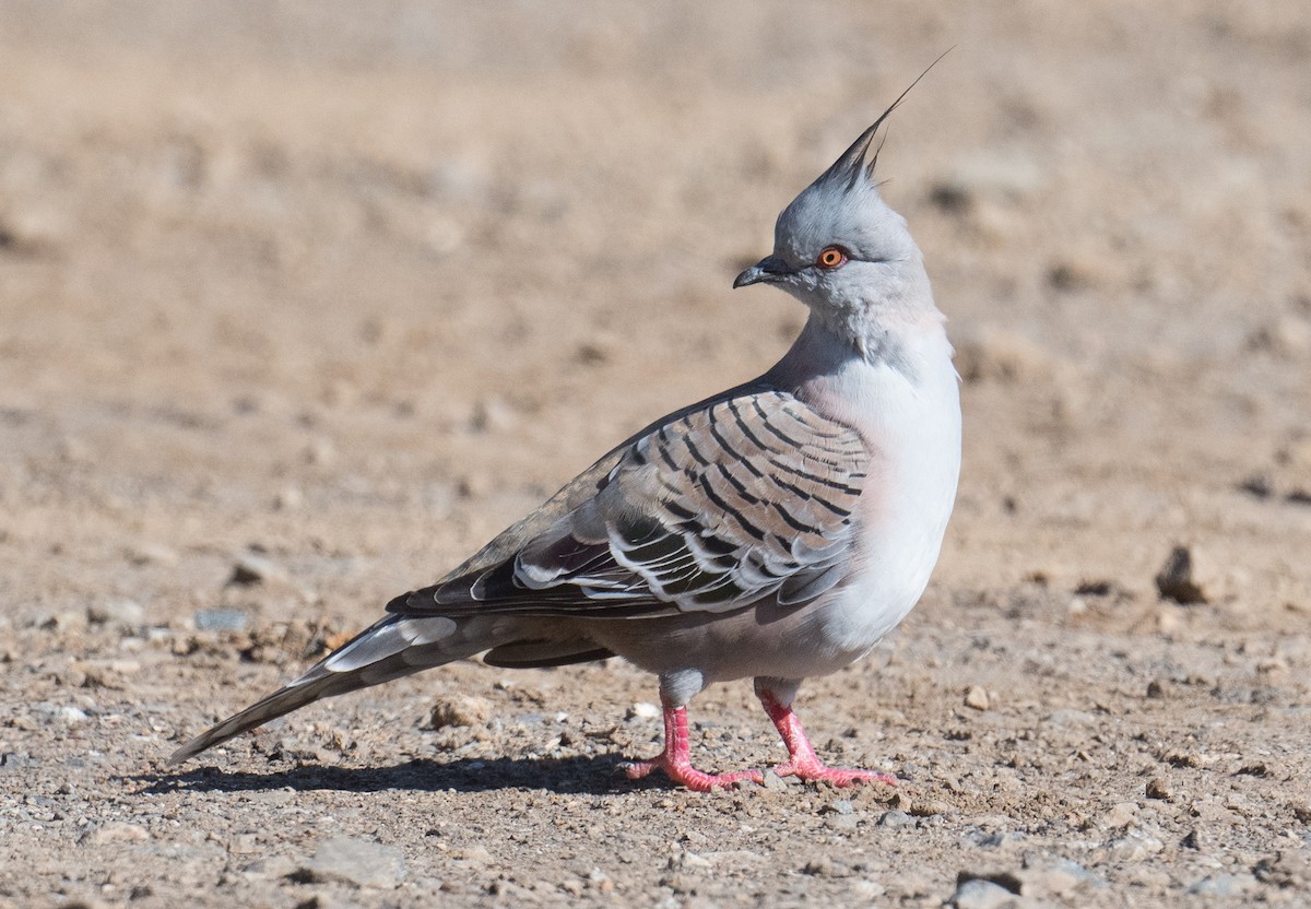 Crested Pigeon - ML618251781