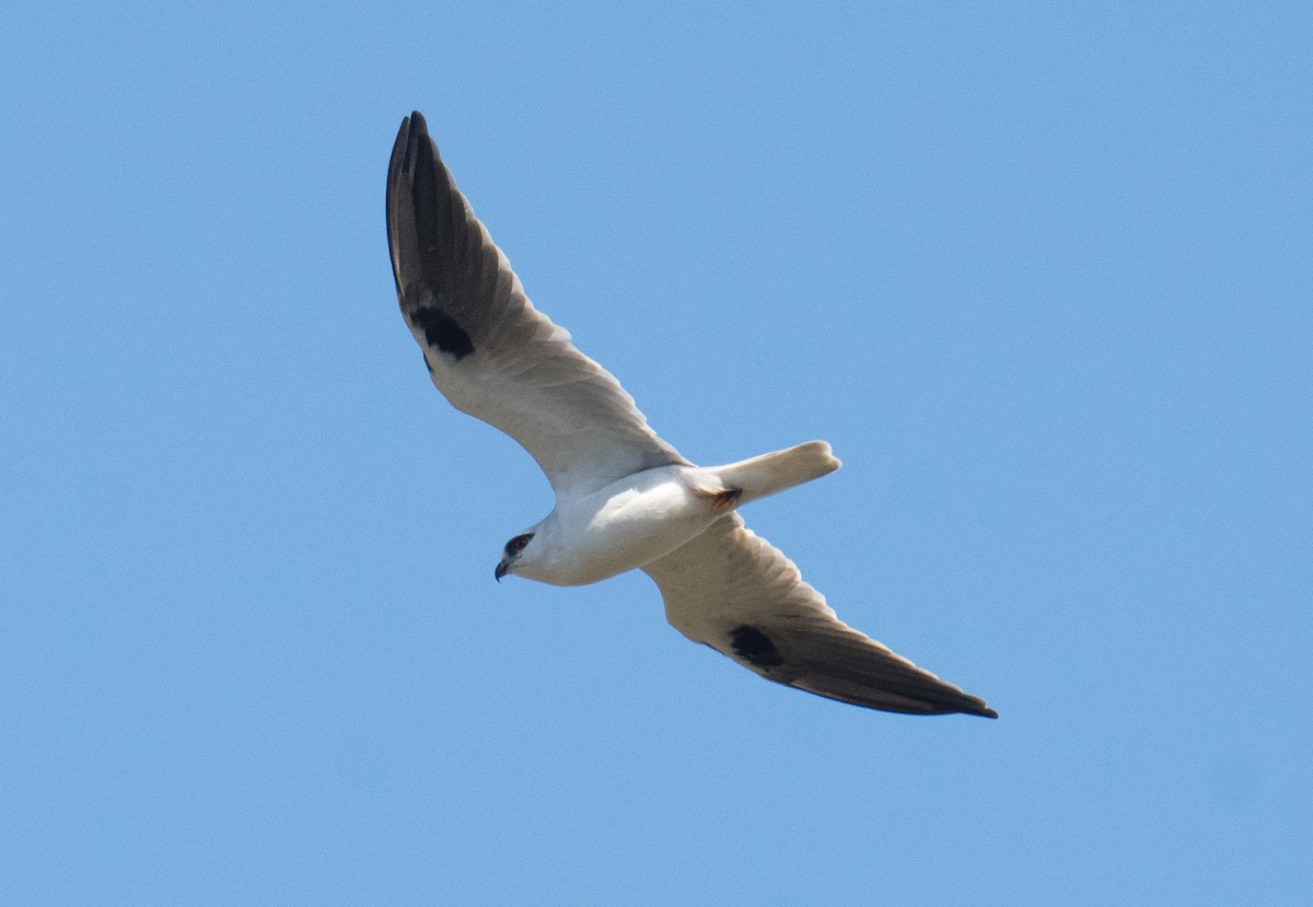 Black-shouldered Kite - ML618251803