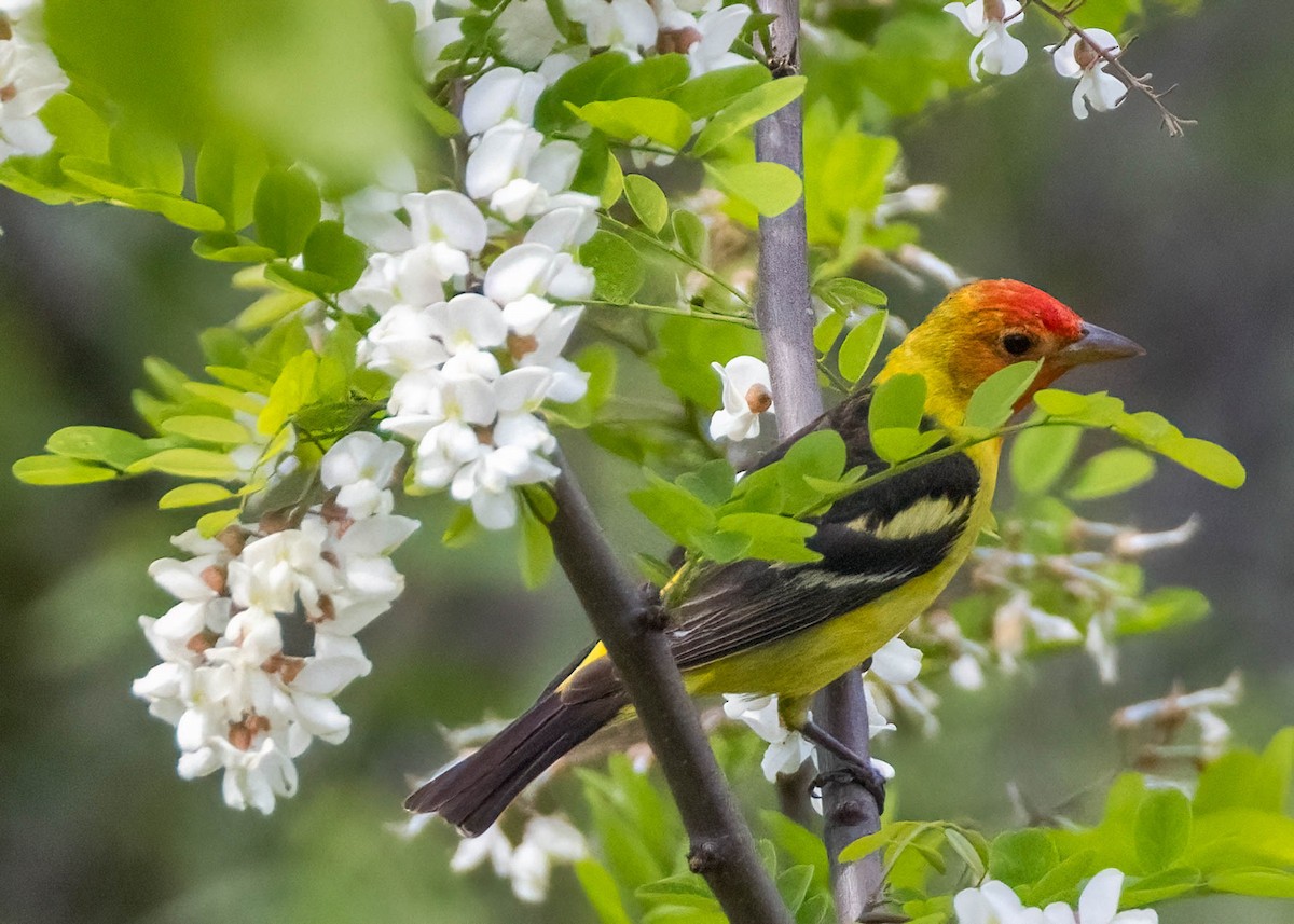 Western Tanager - ML618251812