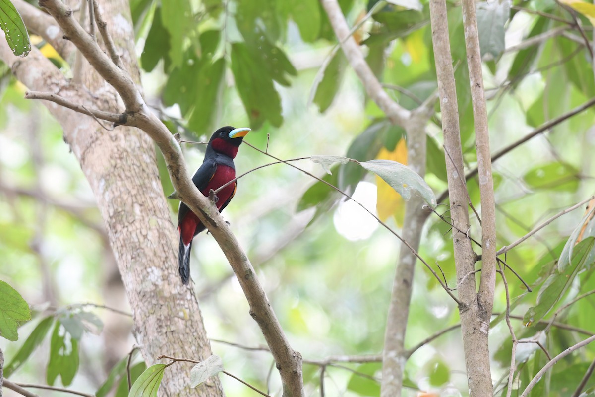 Black-and-red Broadbill (Black-and-red) - Nathan  Ruser