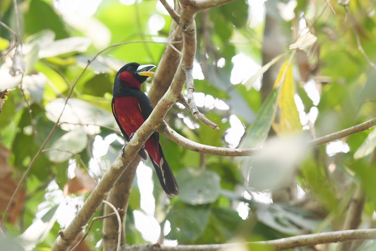 Black-and-red Broadbill (Black-and-red) - ML618251829