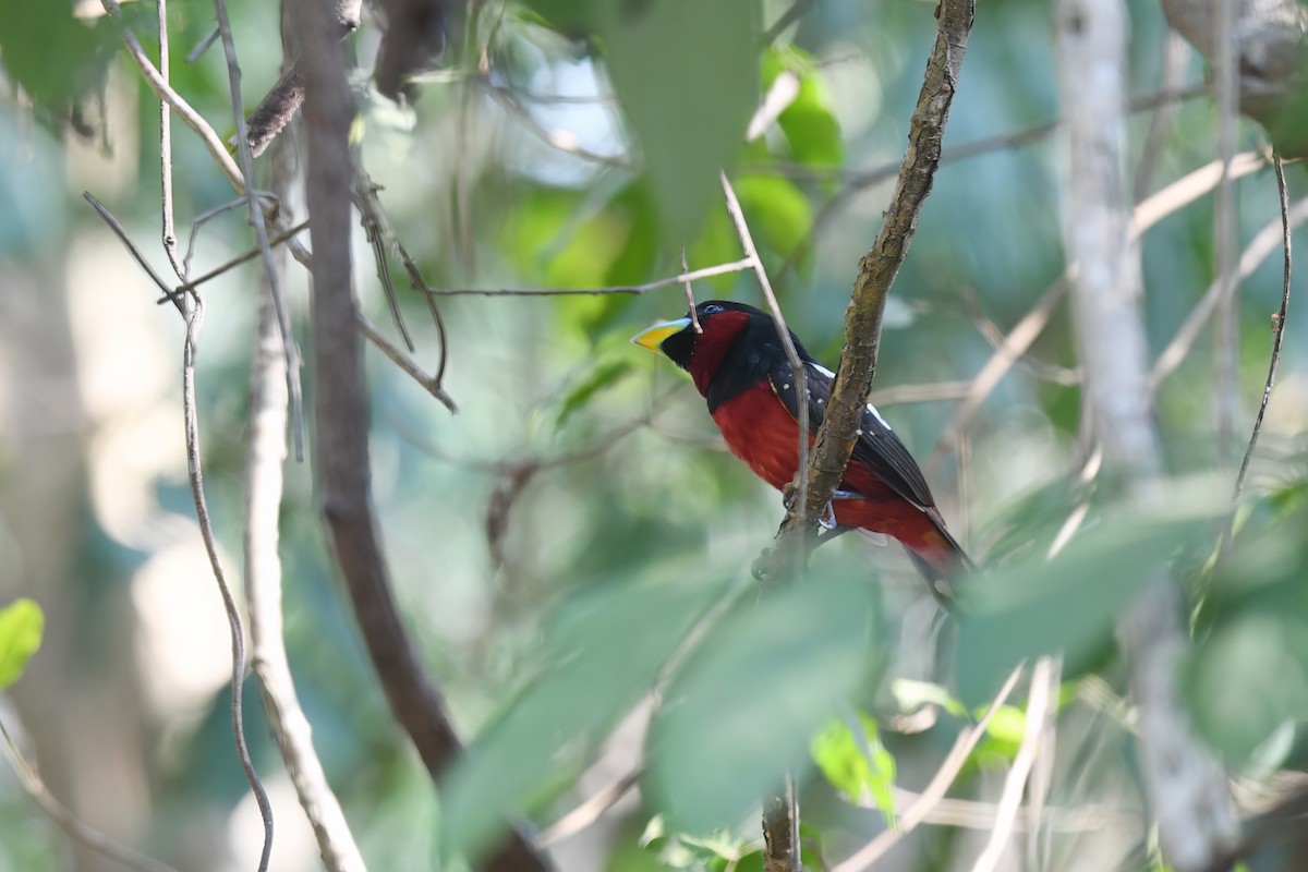 Black-and-red Broadbill (Black-and-red) - Nathan  Ruser