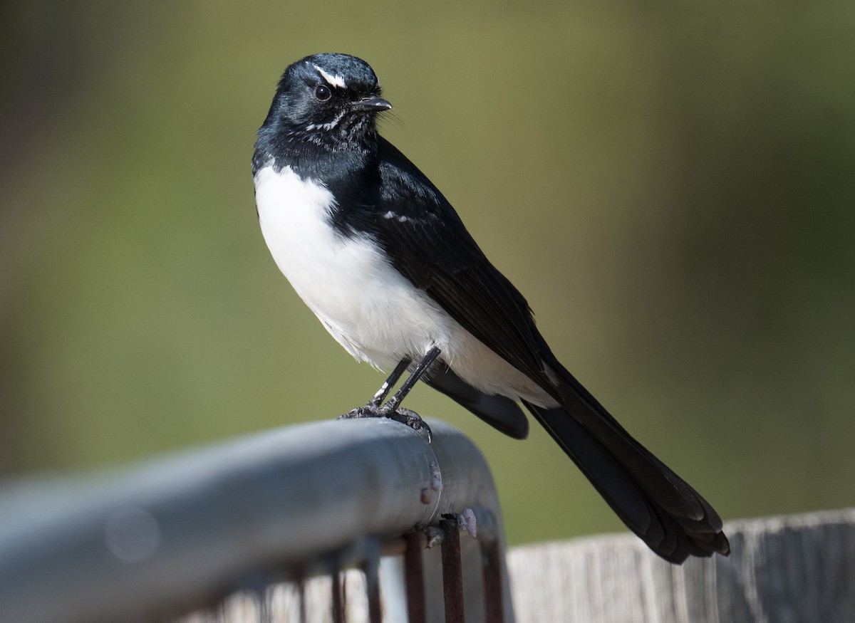 Willie-wagtail - ML618251843