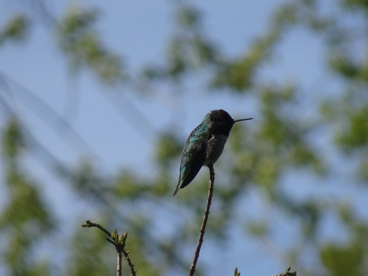 Anna's Hummingbird - ML618251852