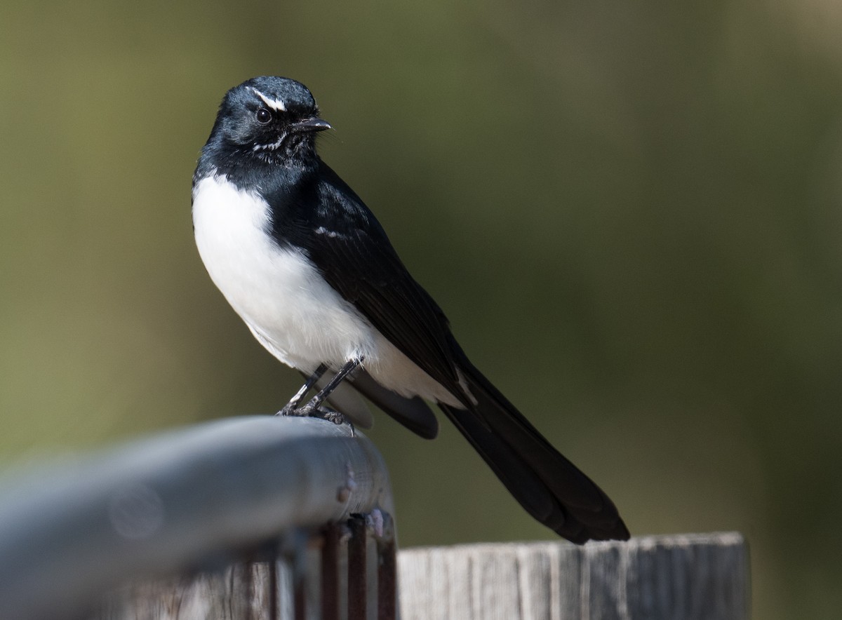 Willie-wagtail - ML618251857