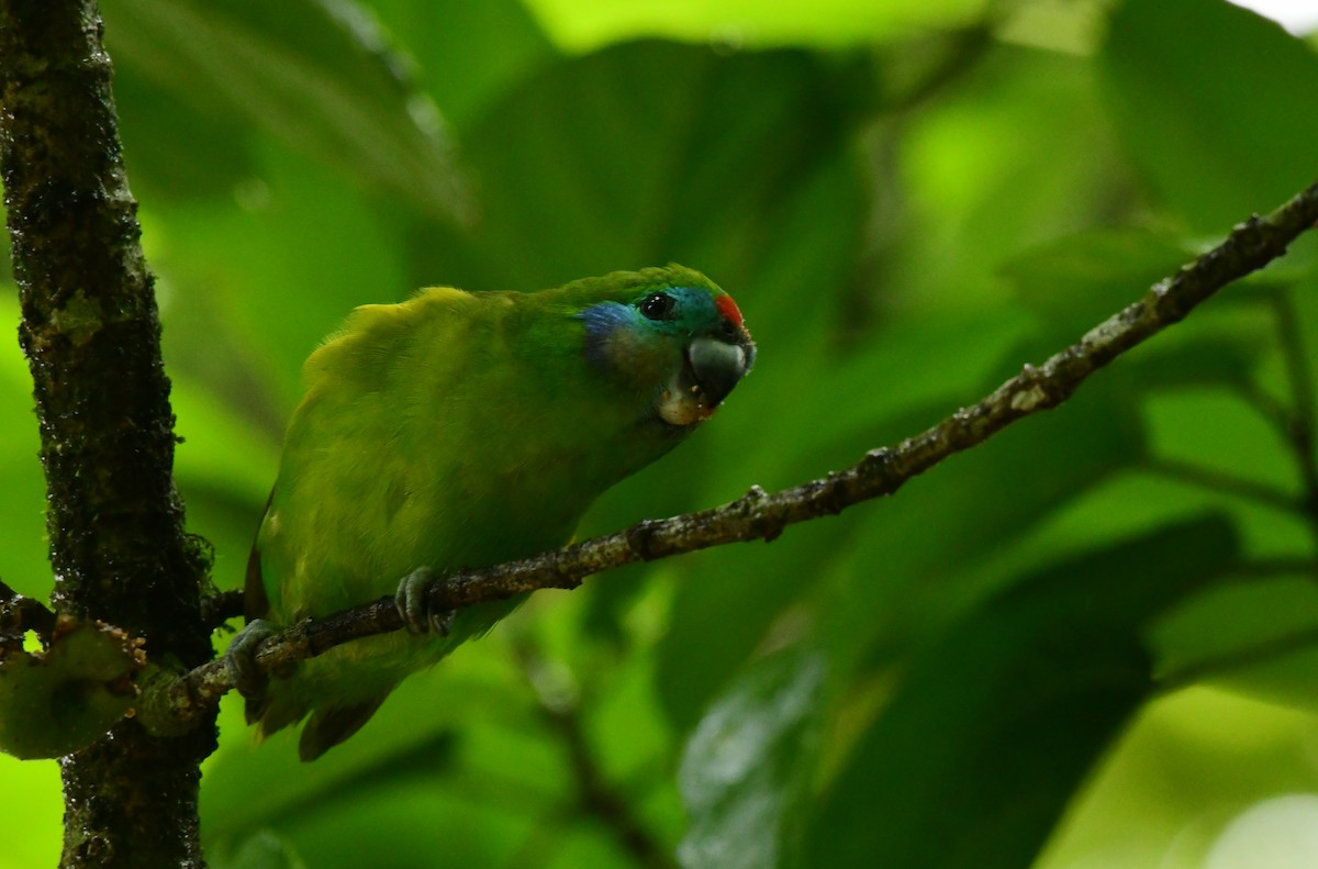 Double-eyed Fig-Parrot - ML618251908