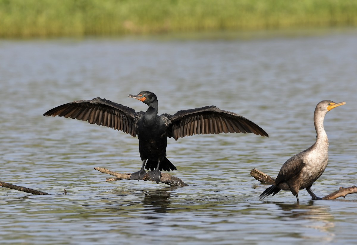 Double-crested Cormorant - Paul Nielson