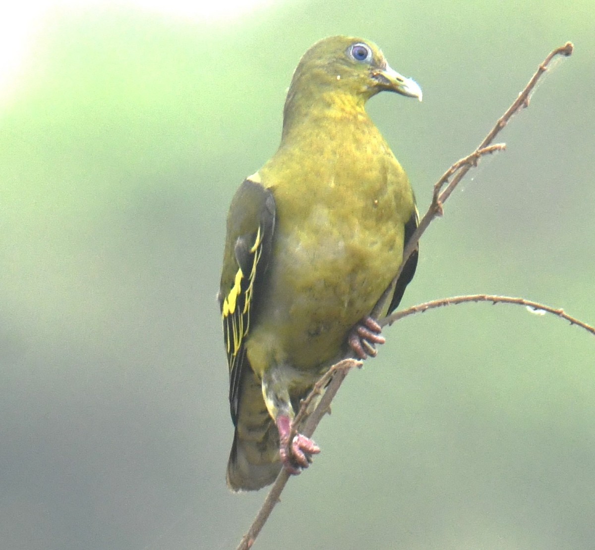 Gray-fronted Green-Pigeon - ML618251918