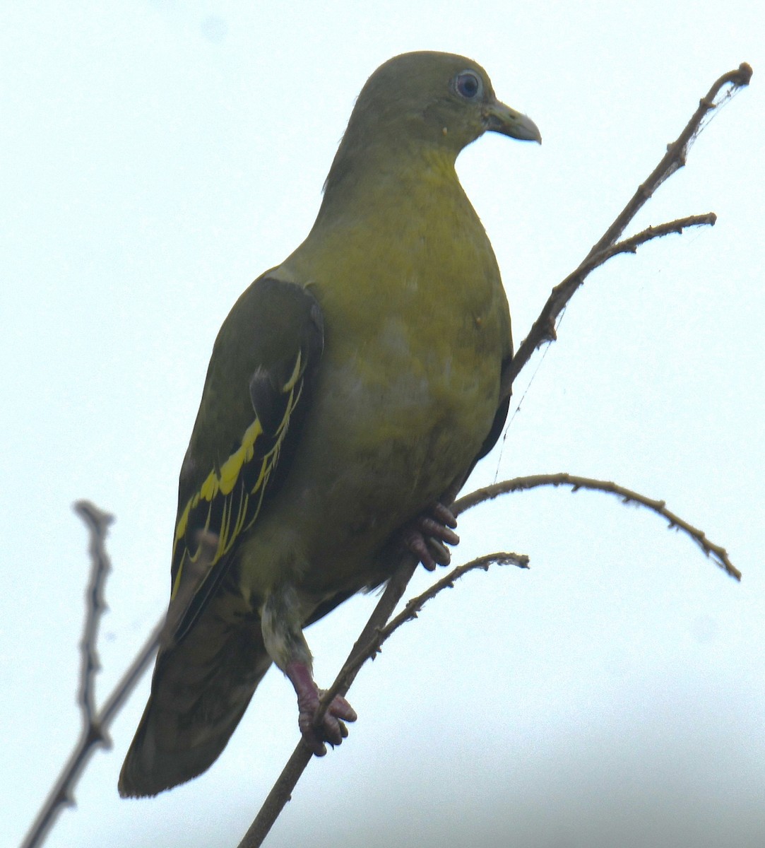 Gray-fronted Green-Pigeon - ML618251919