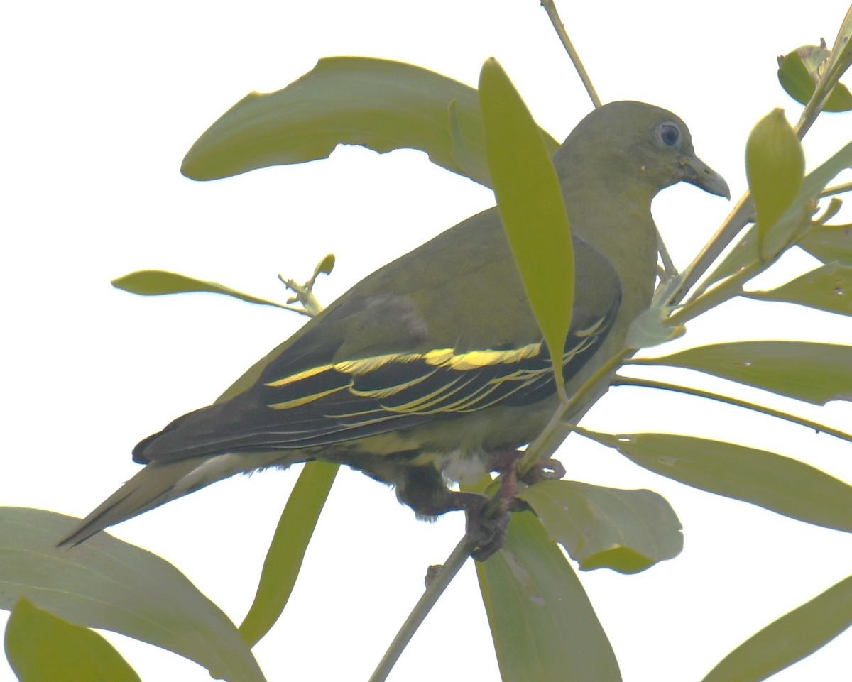 Gray-fronted Green-Pigeon - ML618251920
