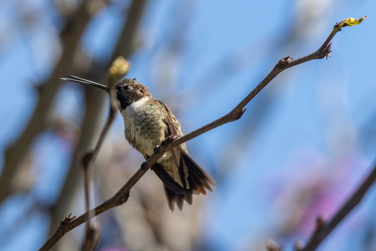 Black-chinned Hummingbird - ML618251947