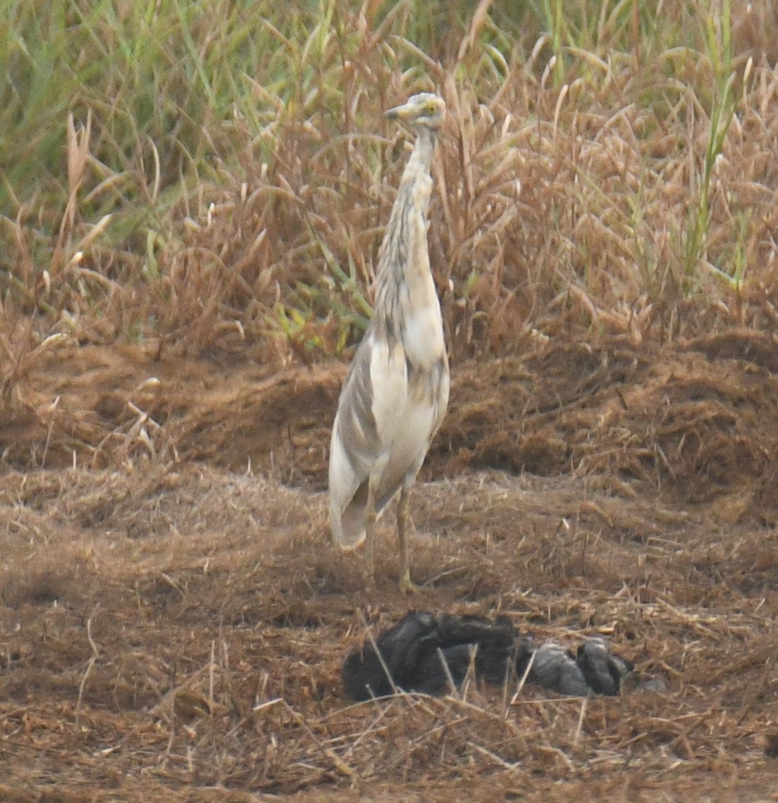 Indian Pond-Heron - Mohanan Choron