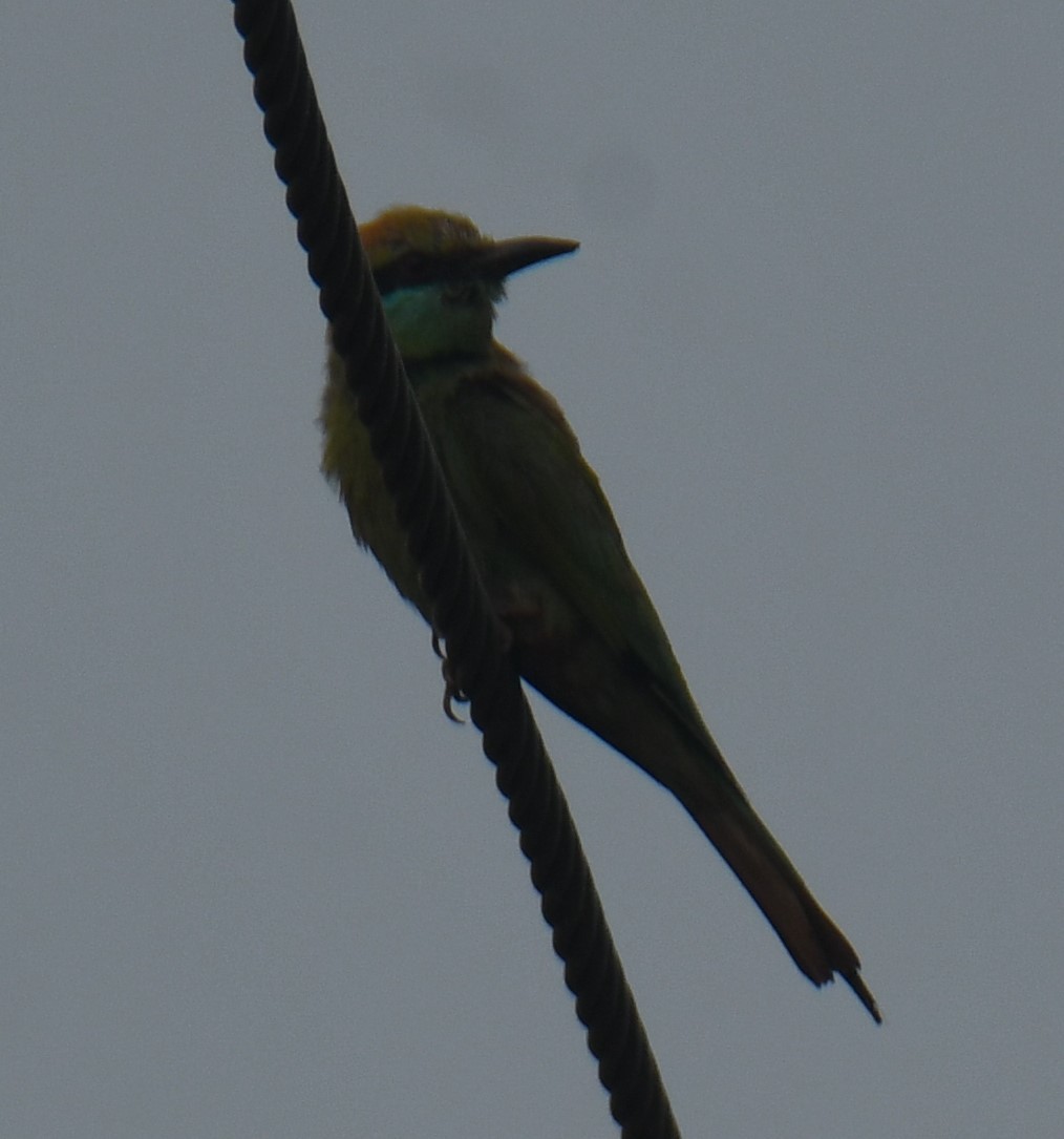 Asian Green Bee-eater - ML618251971