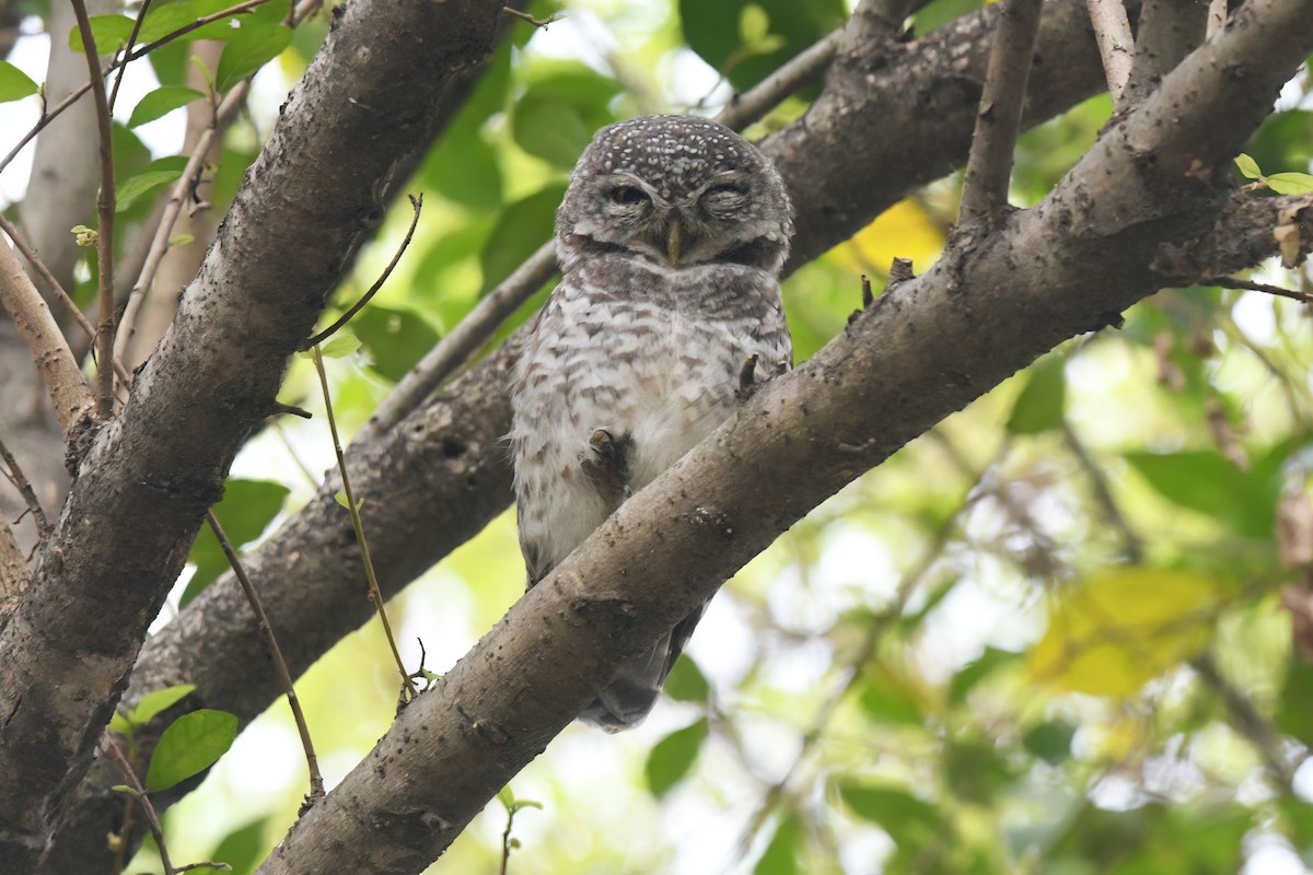 Spotted Owlet - ML618251979