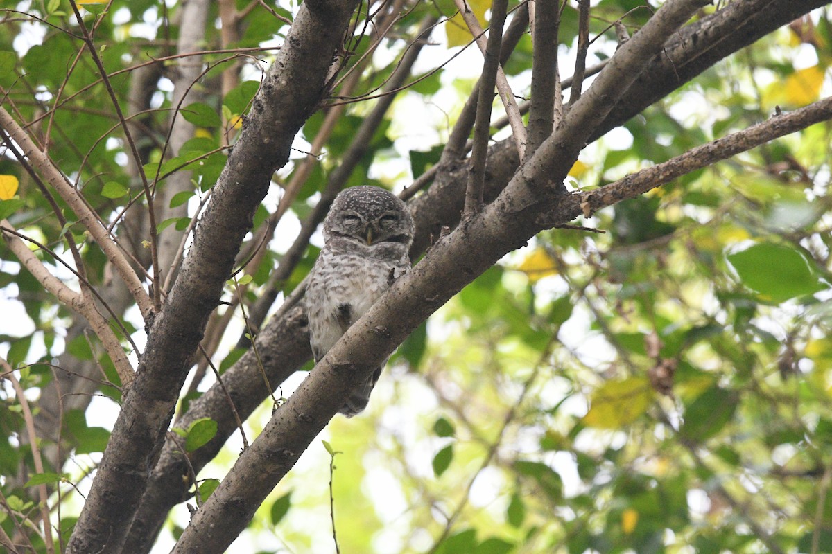 Spotted Owlet - Nathan  Ruser