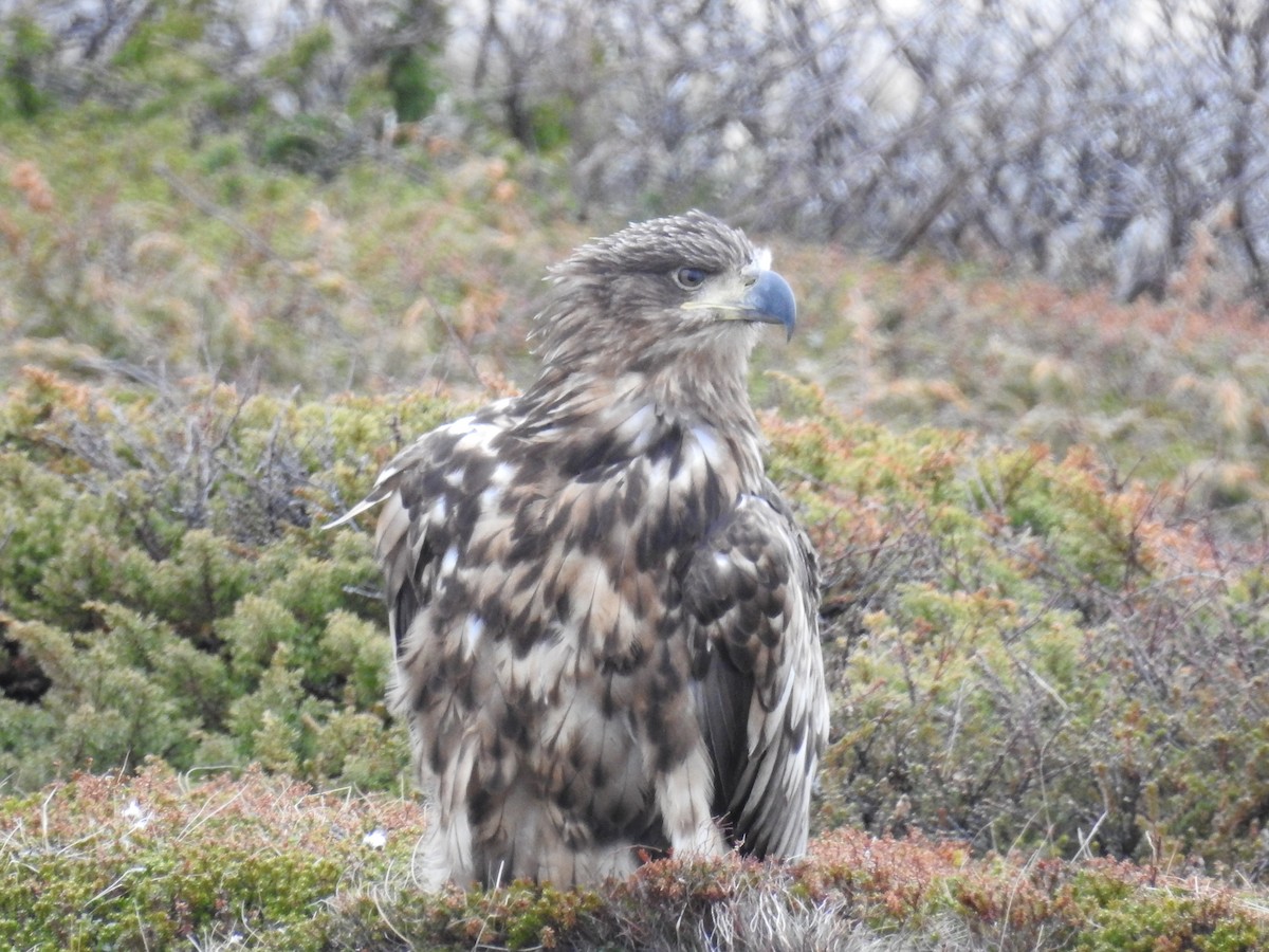 White-tailed Eagle - ML61825201