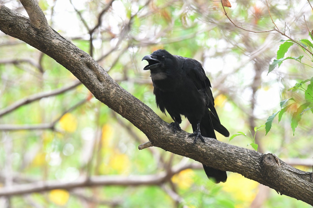 Large-billed Crow - Nathan  Ruser