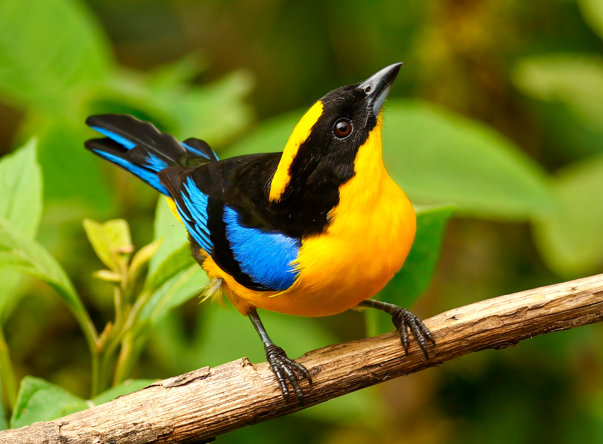 Blue-winged Mountain Tanager - ML618252022