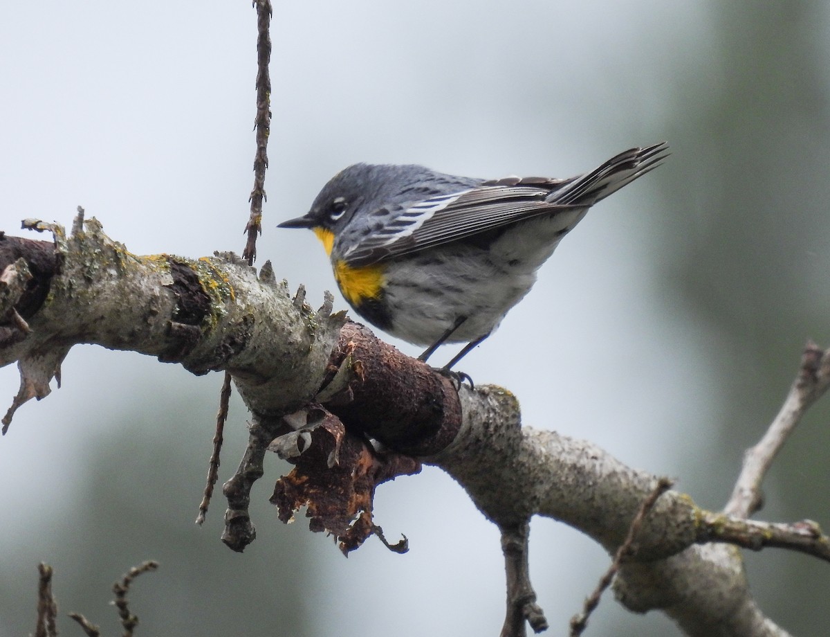 Yellow-rumped Warbler (Audubon's) - ML618252027