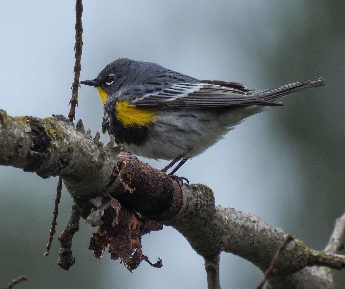 Yellow-rumped Warbler (Audubon's) - ML618252028