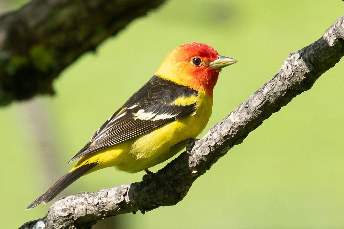 Western Tanager - ML618252030