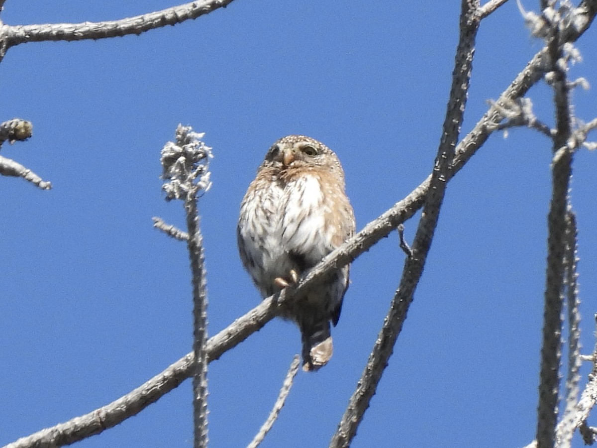 Northern Pygmy-Owl - ML618252050