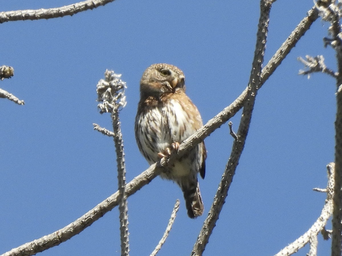 Northern Pygmy-Owl - ML618252051