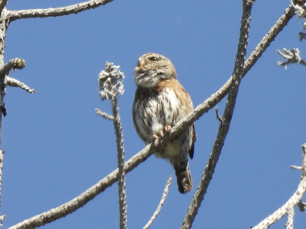 Northern Pygmy-Owl - Ethan Matsuyama